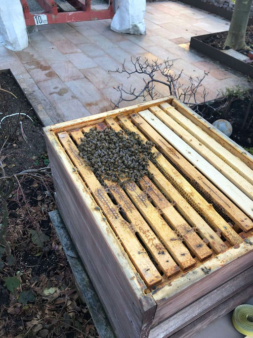 Schlaf, Bienchen schlaf Bild 2