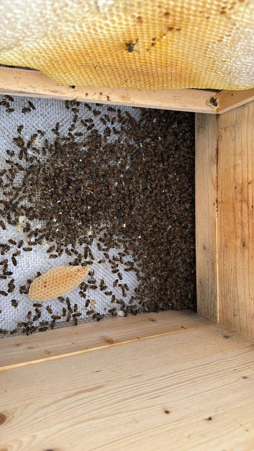 Winterverluste bei Bienenvölkern – Herausforderungen und Erfolge Bild 1