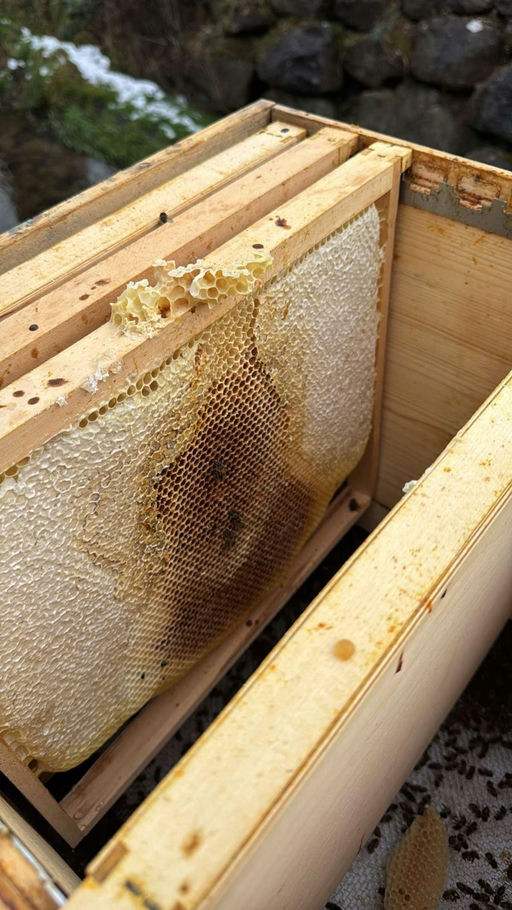 Winterverluste bei Bienenvölkern – Herausforderungen und Erfolge Bild 2