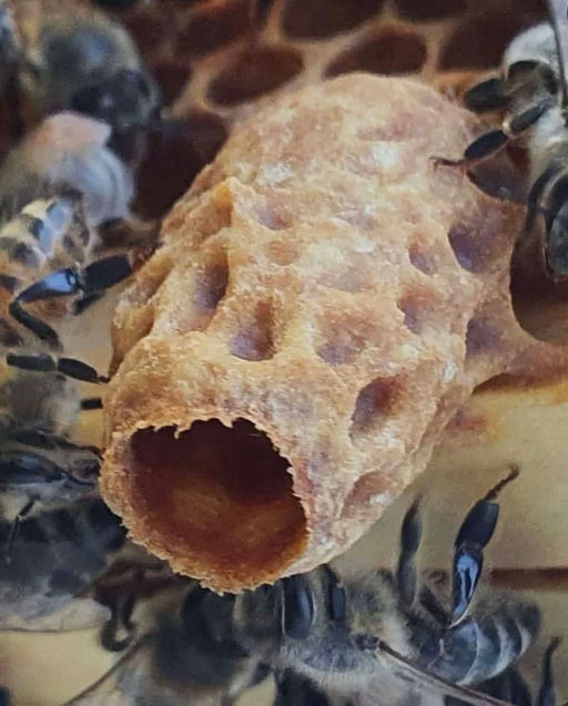 Schwarmzeit im Mai – Hochsaison für Bienen und Imker 🏠......🐝......🏡🐝