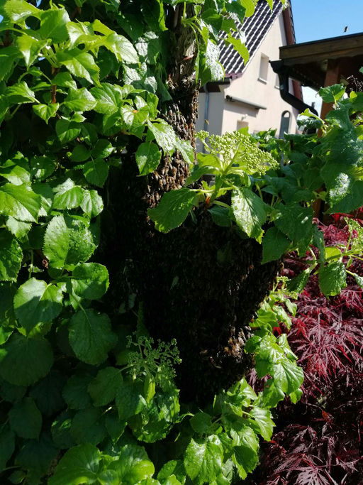 Schwarmzeit Bild 2