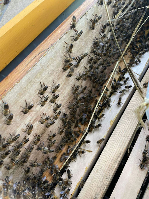 Varroabehandlung und füttern Bild 2