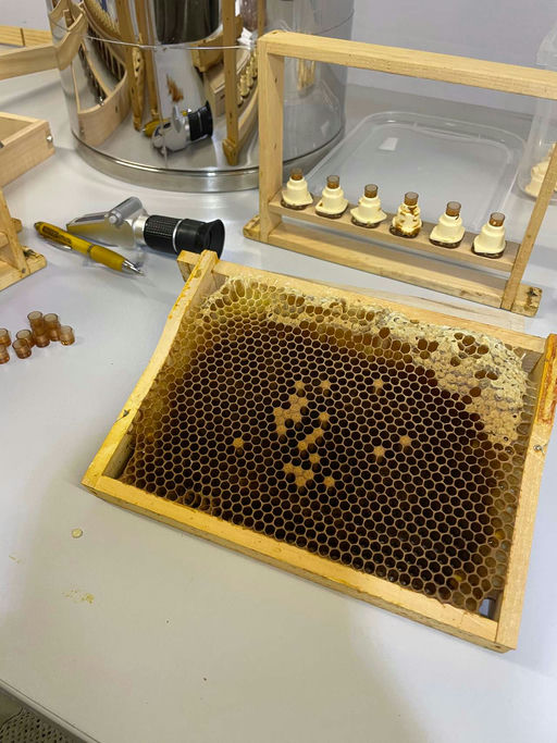 Königinnenzucht Bild 1