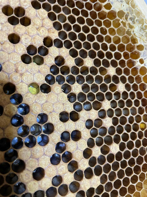 Königinnenzucht Bild 2