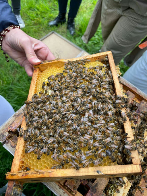 Obstblüte und Zuchtkurs Bild 6