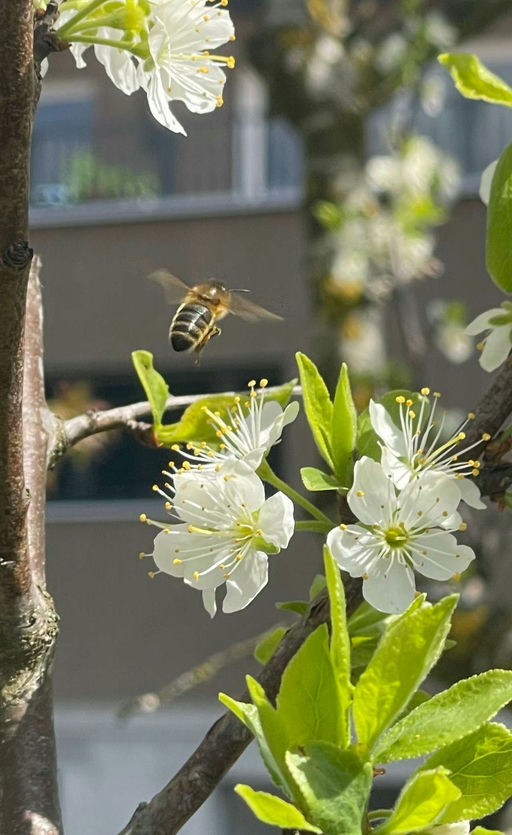 Obstblüte und Zuchtkurs Bild 8
