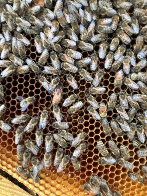 Winter-/Bienenverluste Bild 1