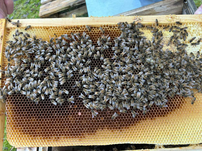 Winter-/Bienenverluste Bild 3