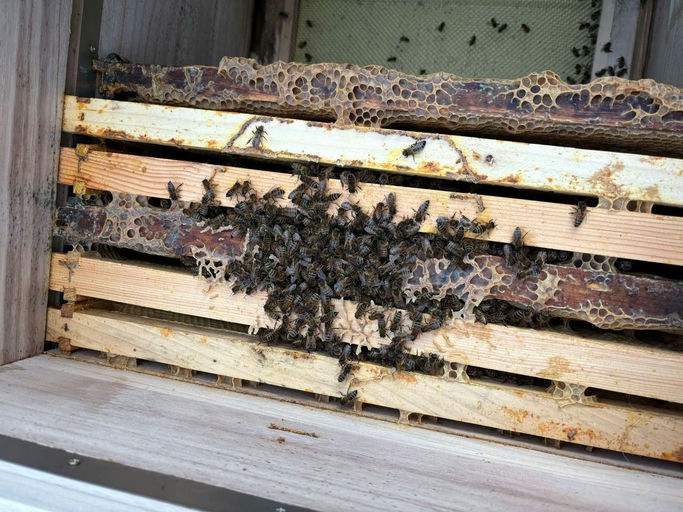 Winter-/Bienenverluste Bild 4