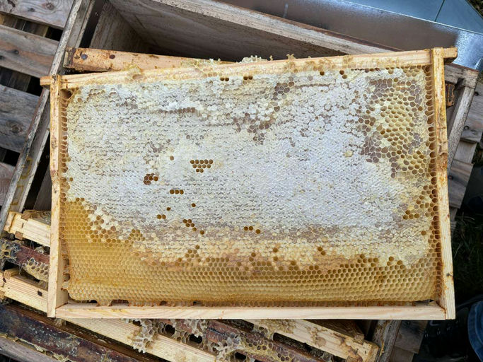 Winter-/Bienenverluste Bild 5