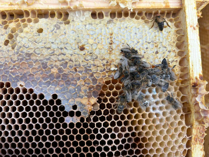 Winter-/Bienenverluste Bild 6