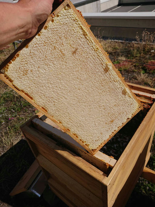 Die Honigernte steht an Bild 2