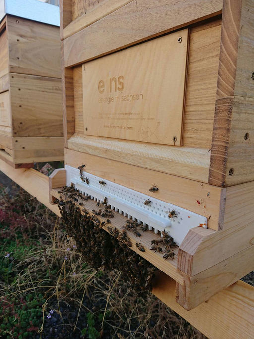 Die Honigernte steht an Bild 3