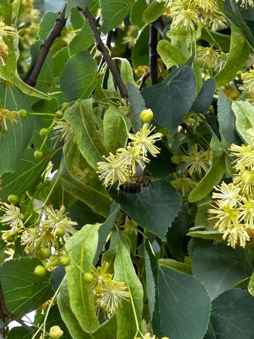 Letzte Tracht für meine Bienen Bild 2