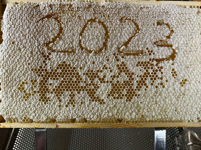 Letzte Tracht für meine Bienen Bild 1