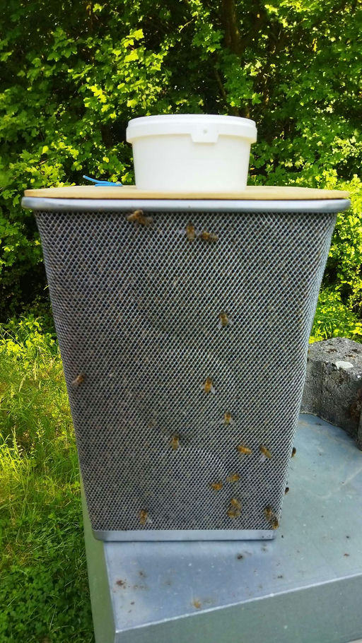 Schwarmzeit und Honigernte