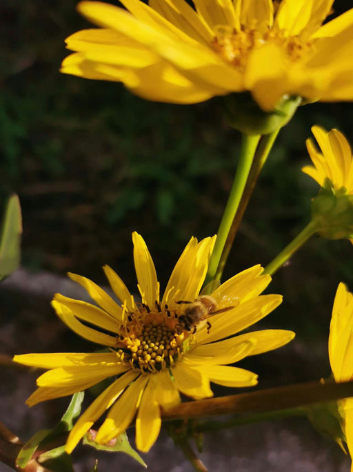 Die Bienen wurden schnell geliefert und sind heil angekommen. Bild 1