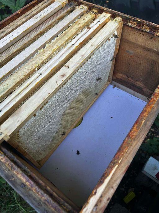 Lindenhonig ernten Bild 2