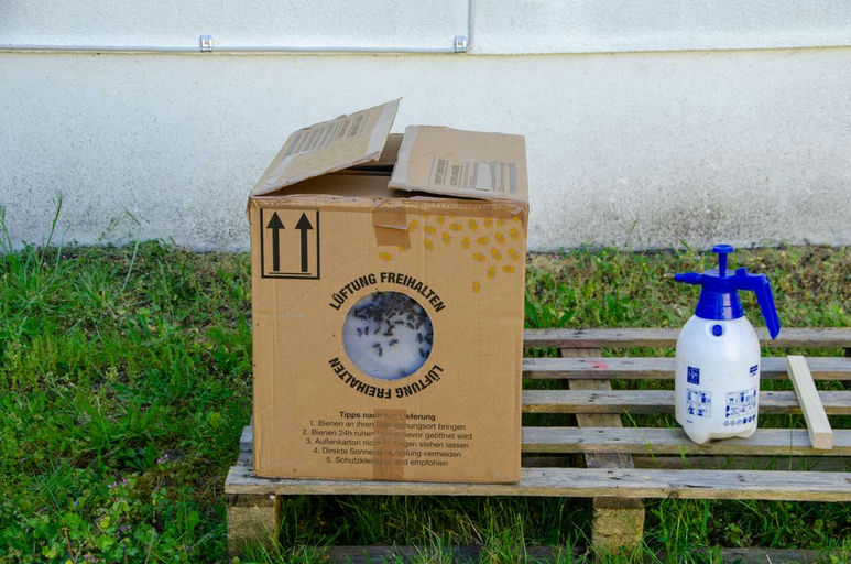 Die Bienen sind da... Bild 1