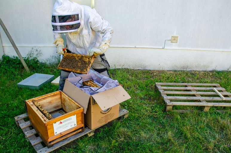 Die Bienen sind da... Bild 3