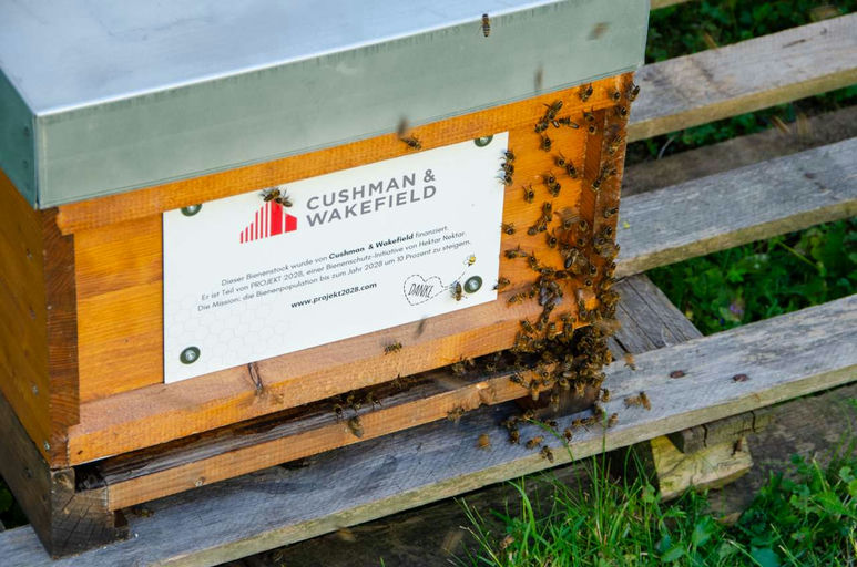 Die Bienen sind da... Bild 4