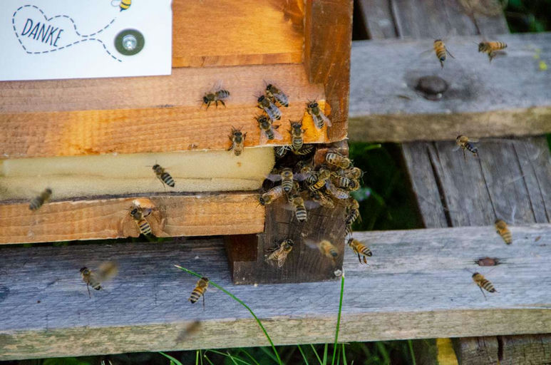 Die Bienen sind da... Bild 5