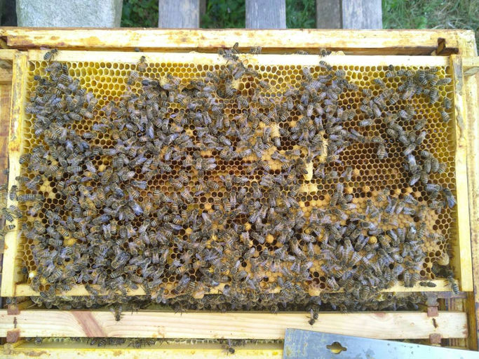Die Bienen sind da... Bild 6