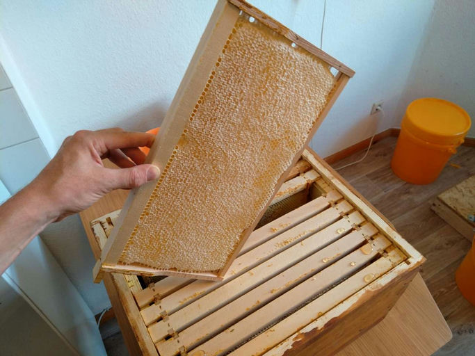 Die Bienen sind da... Bild 8