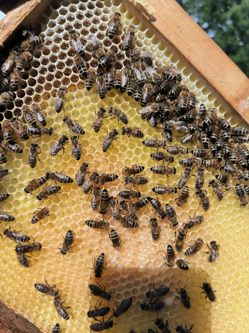 Das Volk ist gerettet. Die neue Königin hat übernommen.