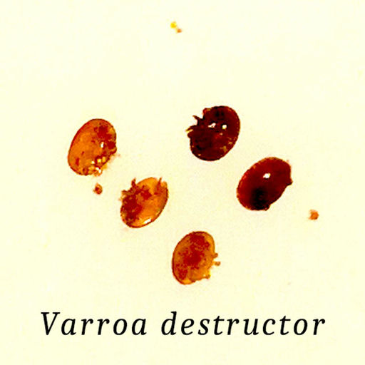 Jetzt ist es richtig ruhig am Bienenstand Bild 2