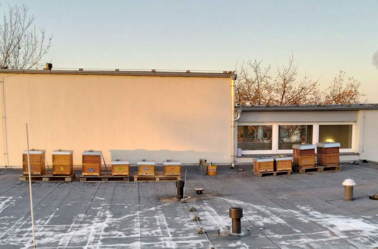 Jetzt ist es richtig ruhig am Bienenstand Bild 4