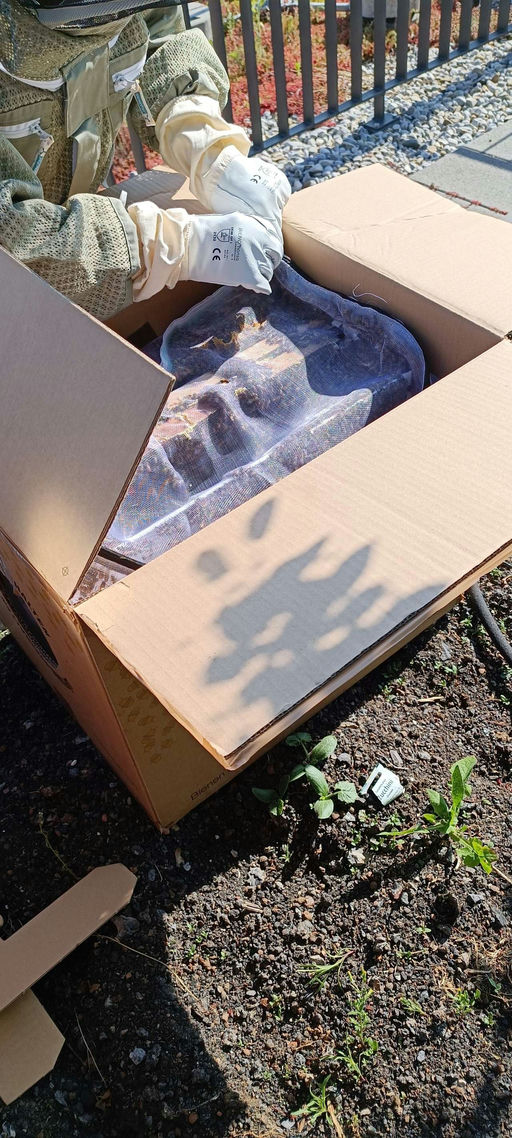 Endlich sind sie da! Bild 3