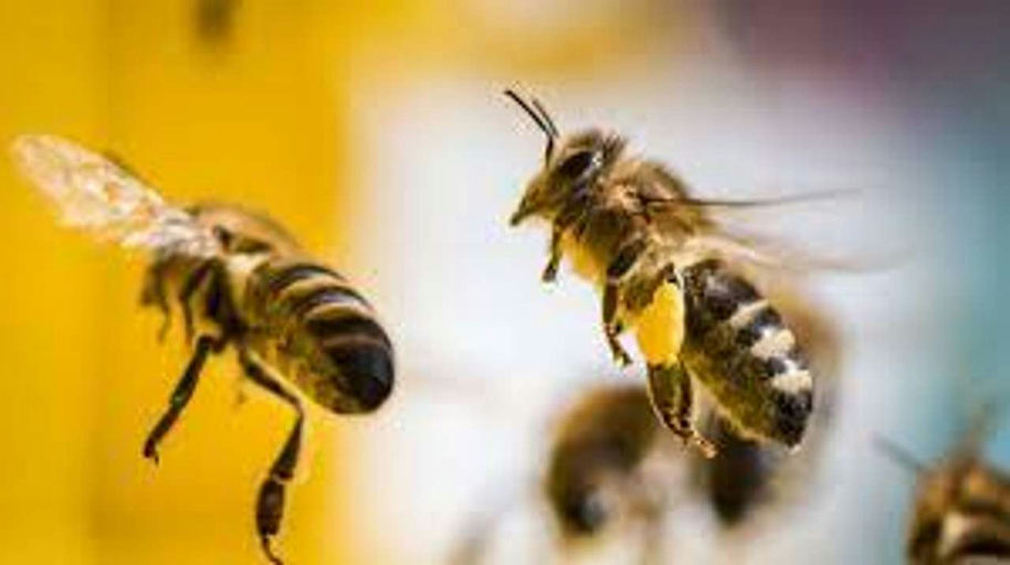 Das Bienenjahr beginnt