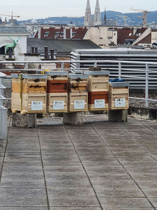 Bienenstand Barmherzige Brüder Wien