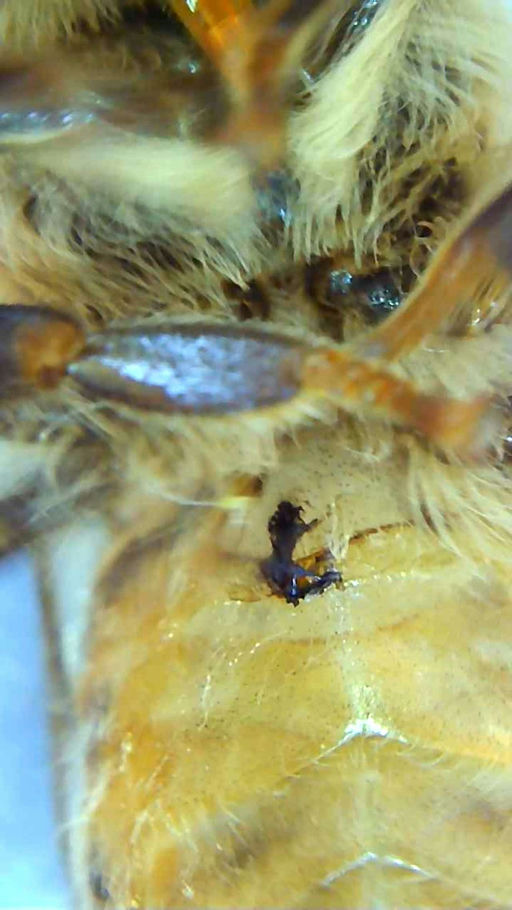 Schäden der Varroa-Milbe Bild 1