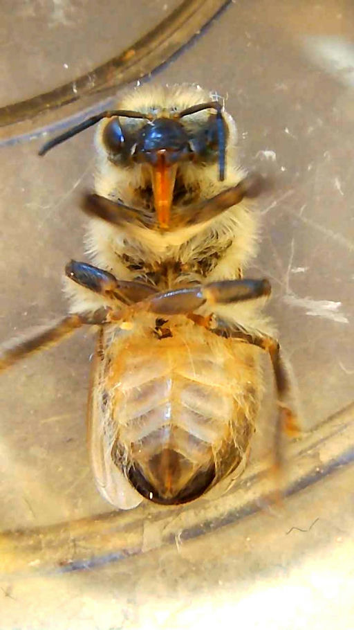 Schäden der Varroa-Milbe Bild 2