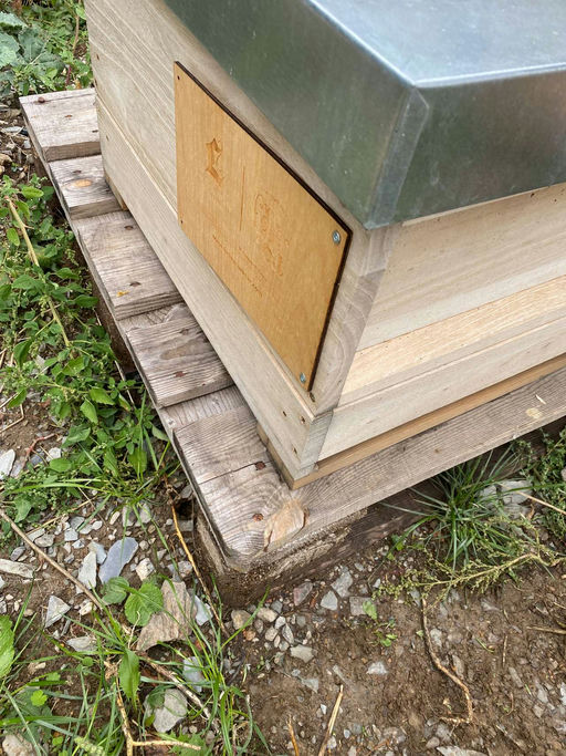 Beobachten und die Bienen machen lassen