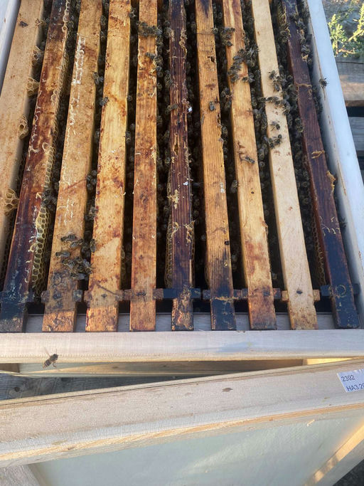 Die ersten Blüten und es geht los