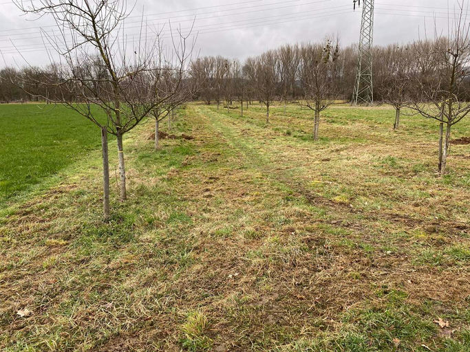 Die Streuobstwiese ruft!