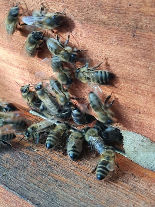 Goldener Oktober bei den Bienen!