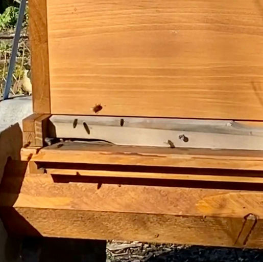 Der Frühling ist da