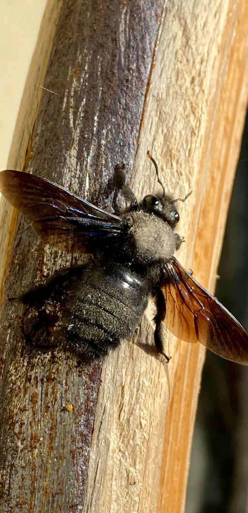 Die ersten Wildbienen kommen raus