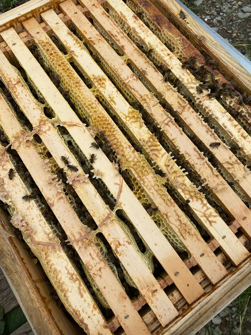 Varroabehandlung zum Jahresabschluss