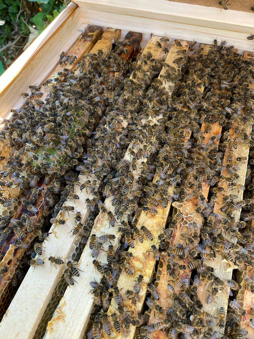 Die Bienen sind eingetroffen!