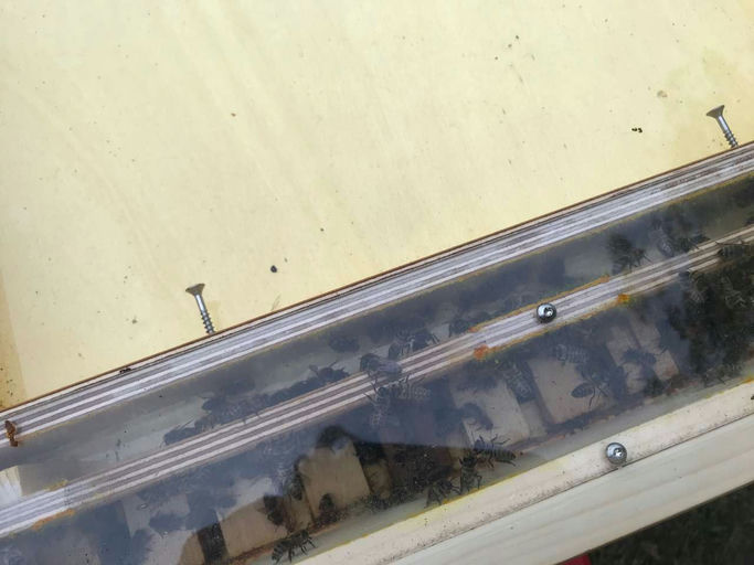 Bienen brauchen Liebe!