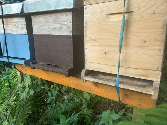 Varroabehandlung Bild 1