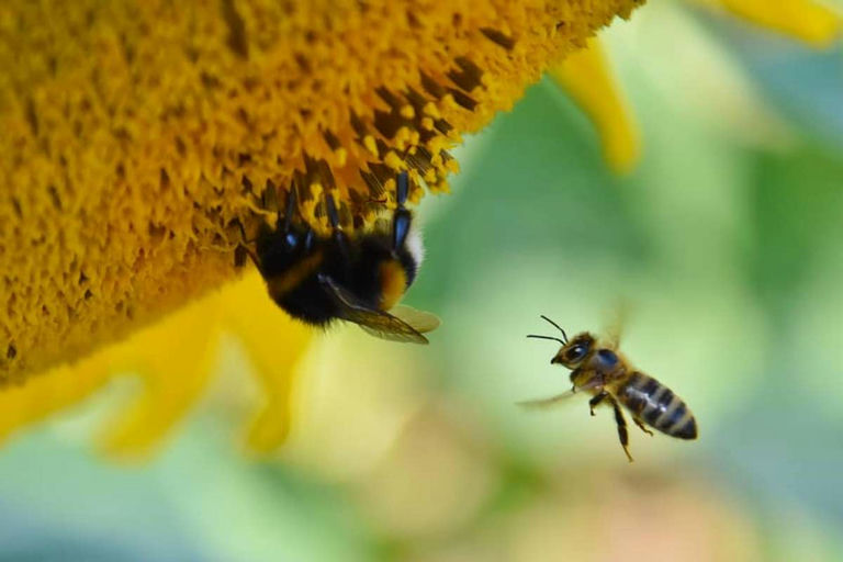 Ein interessantes (Bienen Jahr) geht dem Ende zu Bild 1
