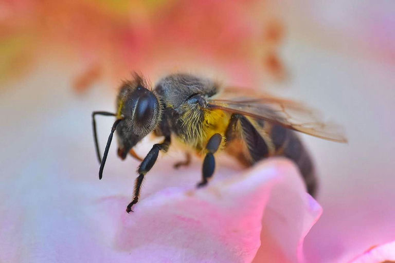 Ein interessantes (Bienen Jahr) geht dem Ende zu Bild 2