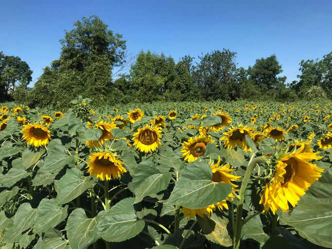 Sonnenblumenhonig aus dem Weinviertel Bild 1