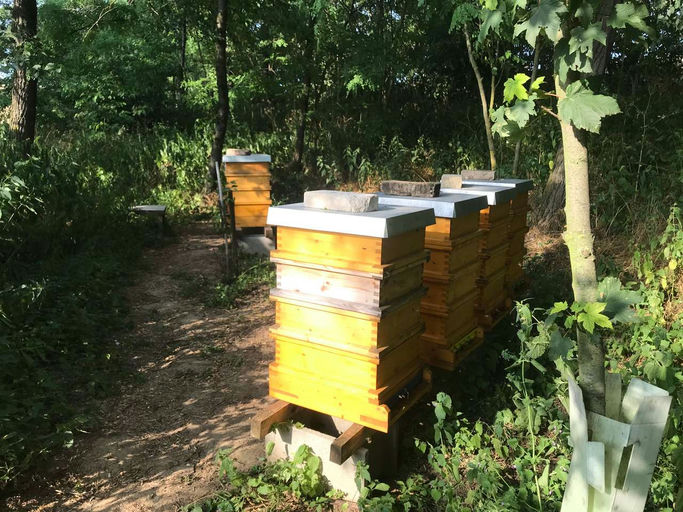 Sonnenblumenhonig aus dem Weinviertel Bild 2